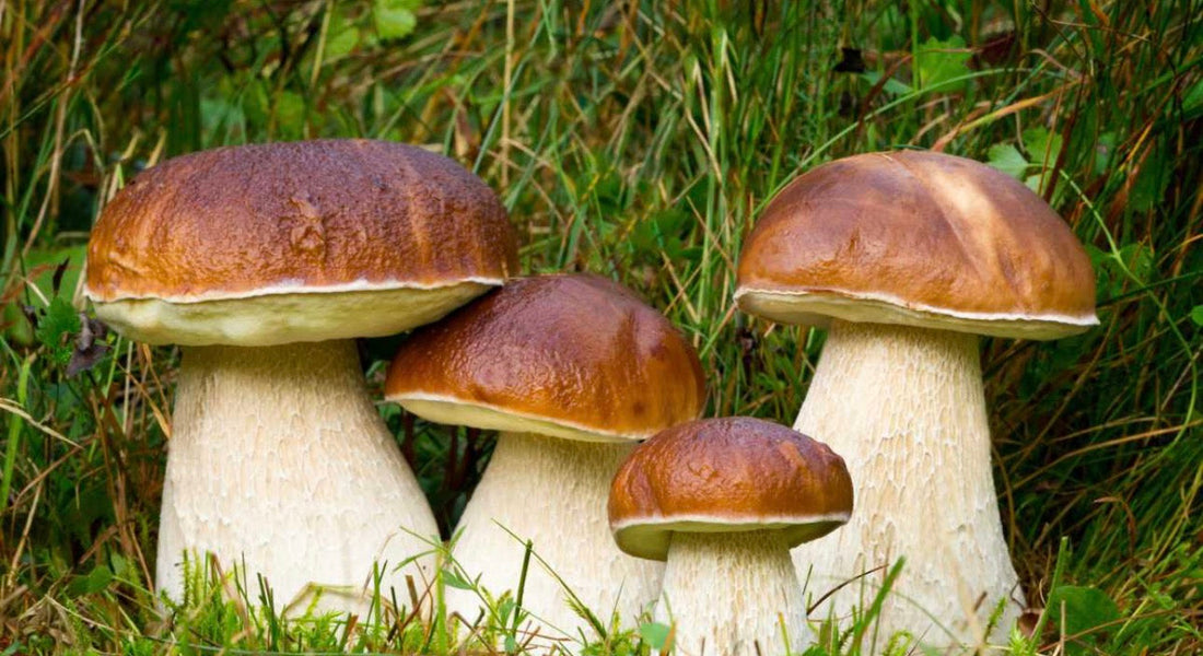 Cèpes séchés sauvages avant réhydratation