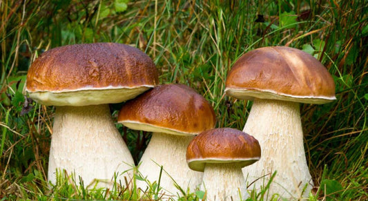 Cèpes séchés sauvages avant réhydratation