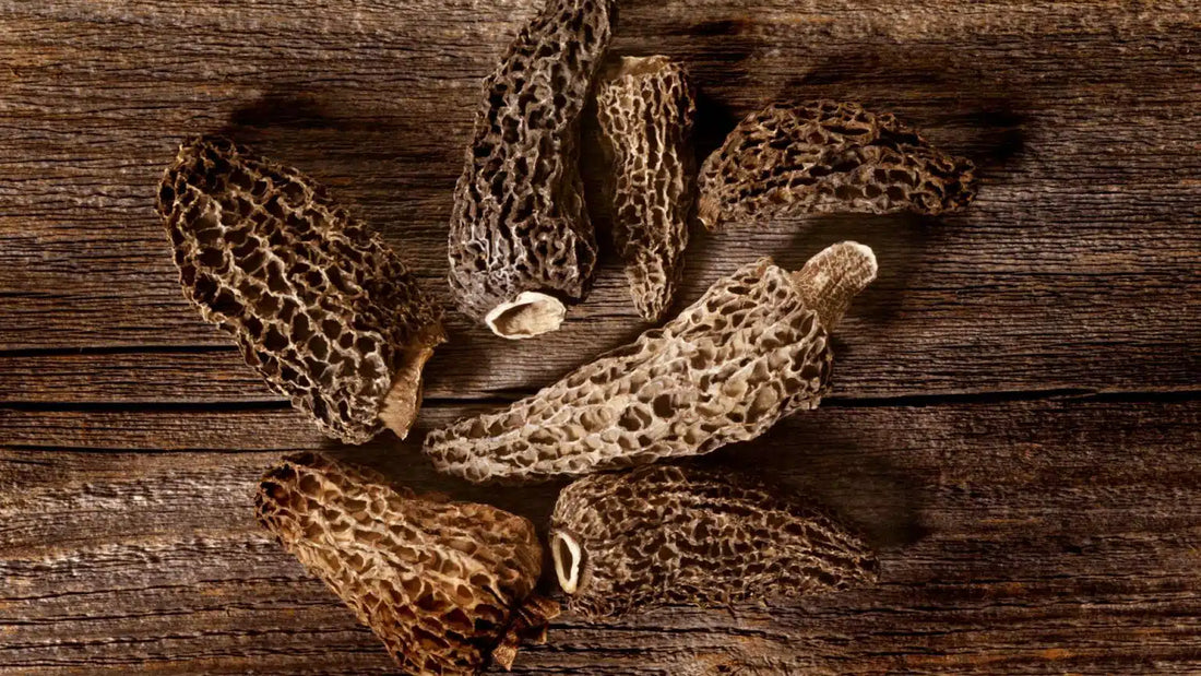Tout savoir sur la cueillette des morilles : conseils, saisons et précautions