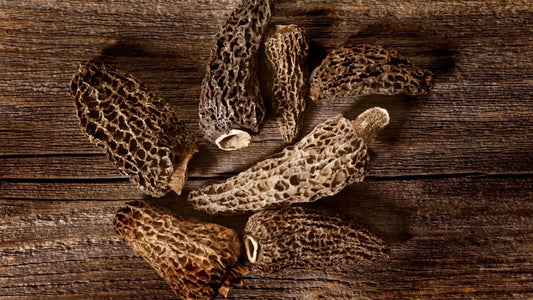 Tout savoir sur la cueillette des morilles : conseils, saisons et précautions