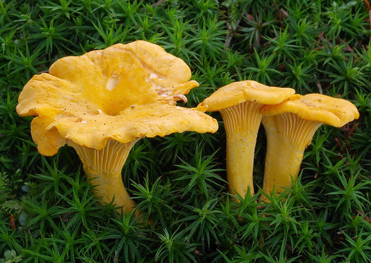 Girolles séchées : comment les réhydrater et les cuisiner (sans les rater)