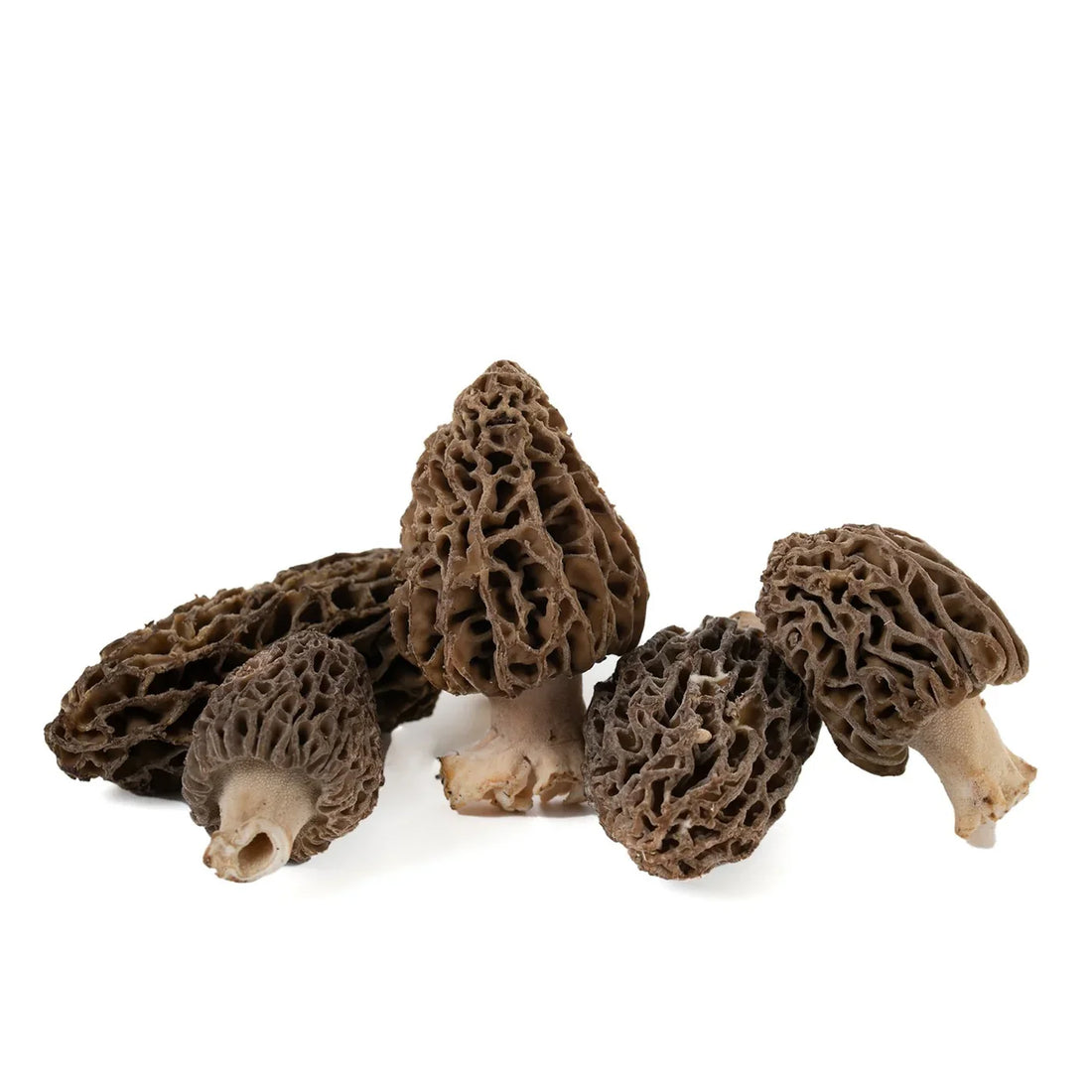 Morilles fraîches Morchella - reconnaître la vraie morille