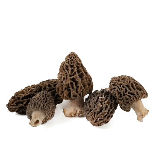 Morilles fraîches Morchella - reconnaître la vraie morille