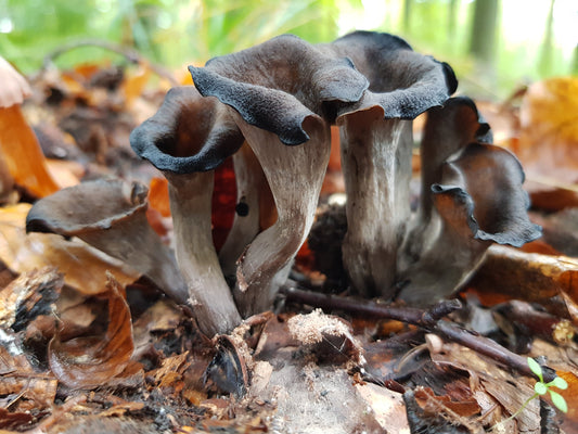 Trompettes de la mort séchées : comment les réhydrater et les cuisiner