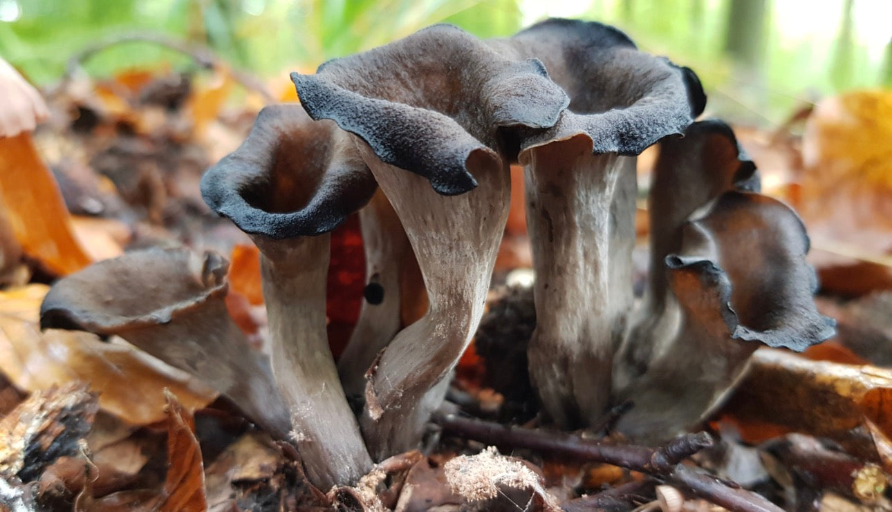 Trompettes de la mort séchées