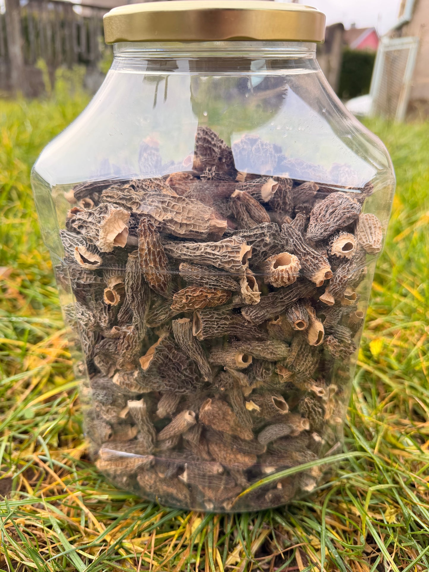 Morilles extra sans queue 400gr